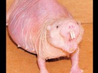 Kansere karşı zırhlı ve yaşlanmıyor