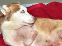 Diren köpeğin asitten eriyen bacakları yürek burktu