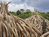 Hong Kong'da fil dişi ticareti yasaklanıyor