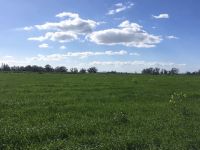 Tarım Dairesi uyardı: “Gömeç, yumurta otu ve benzeri otlar ilaçlı olabilir, toplanmamalı"