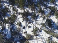 Bolu'da kuvvetli rüzgar yüzlerce ağacı kökünden söktü